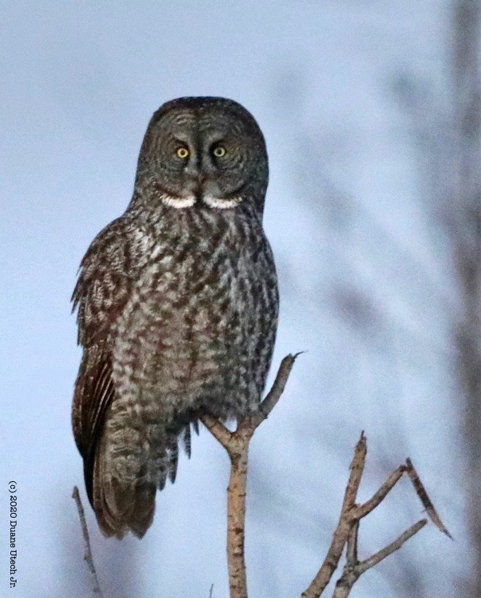 Great Gray Owl